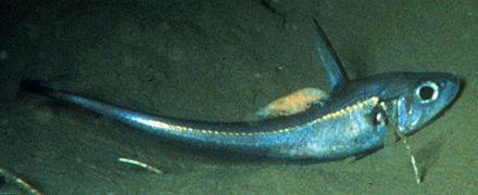 A rattail, or grenadier fish, typical of the deep-sea fauna around Titanic Rattail.jpg