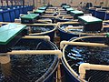 Miniatura para Sistema de acuicultura recirculante