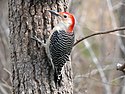 Red-bellied Woodpecker-27527-3.jpg