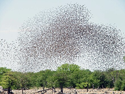 Red-billed queleas, the most numerous species of bird,[184] form enormous flocks – sometimes tens of thousands strong.