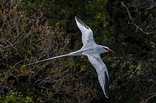 <span class="mw-page-title-main">Red-billed tropicbird</span> Species of seabird of tropical oceans