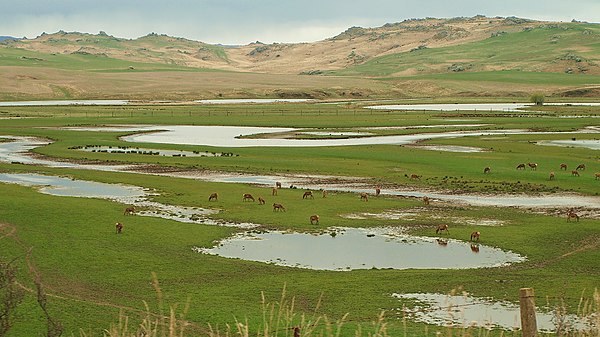 Oxbow lakes on New Zealand's Taieri River have been converted into water meadows.