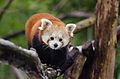 Red Panda (15742727074).jpg