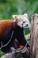 Red Panda (16691810887).jpg