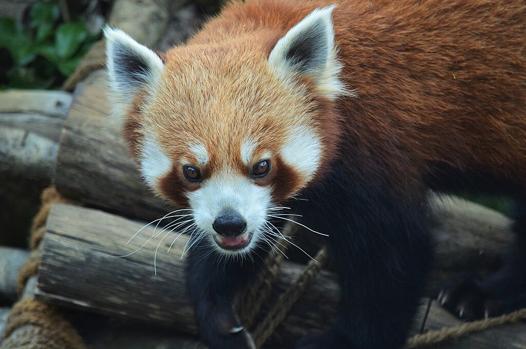 Red fox in Nainital Zoo