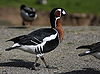 Red-necked goose