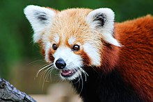 A picture of a red panda.