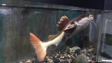 File:Redtail catfish - tank - ibaraki - japan - sep 2017.webm