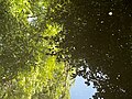 * Nomination: Reflections of foliage in a water reservoir in Bétonasse. --Touam 09:55, 5 August 2023 (UTC) * * Review needed