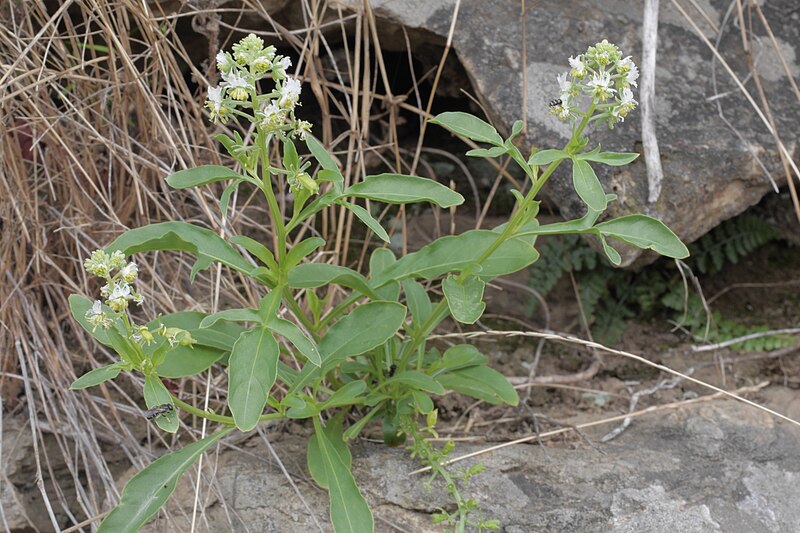 File:Reseda jacquinii (Ardèche, France).jpg