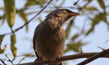 Resting bird.jpg