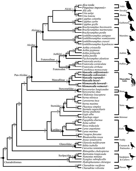 File:Results of secondary phylogenetic analysis of Mancallinae inter-relationships.jpg