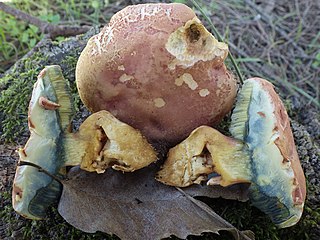 <i>Rheubarbariboletus persicolor</i> Species of fungus