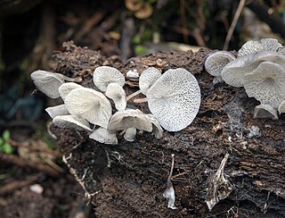 <i>Rhodoarrhenia</i> Genus of fungi