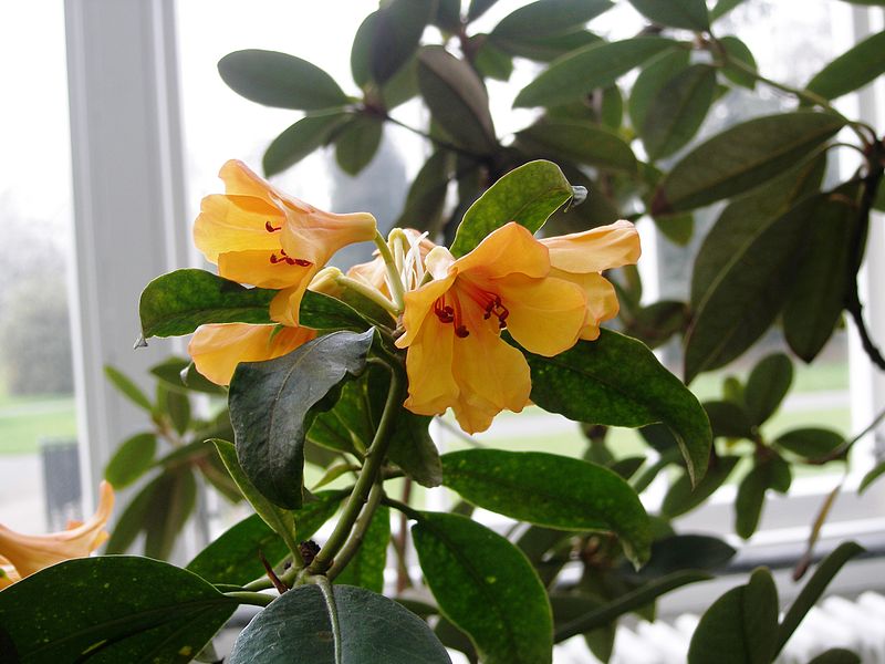 File:Rhododendron javanicum RBGK.JPG