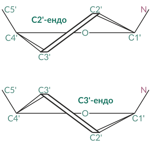 File:Ribose ring in C2′endo and C3′ endo conformation.svg