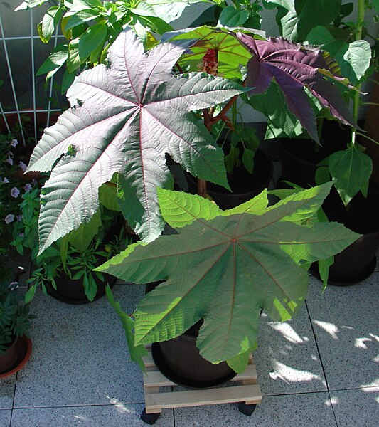 File:Ricinus communis carmencita2.jpg