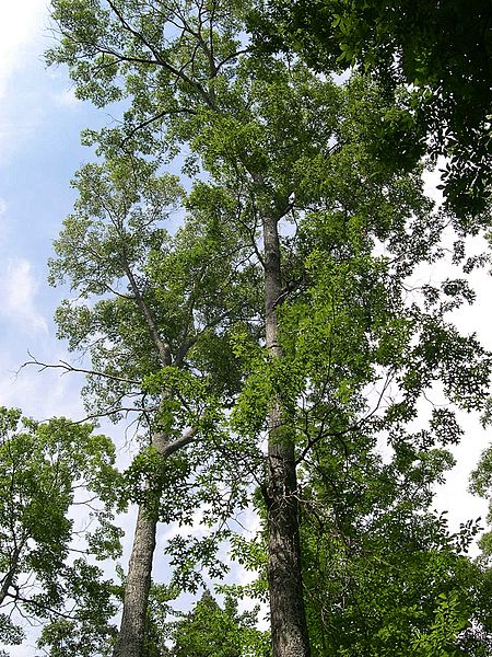 File:Rim Rock Trail - Scarlet Oak (Quercus coccinea) - Flickr - Jay Sturner (1).jpg
