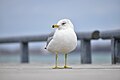 * Nomination Ring-Billed Gull --Fabian Roudra Baroi 04:13, 19 February 2023 (UTC) * Promotion  Support Good quality -- Johann Jaritz 05:15, 19 February 2023 (UTC)