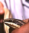 Streifennatter (Conophis lineatus)