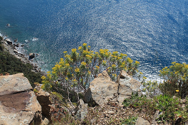 File:Rocce, fiori e mare di Punta Manara.jpg