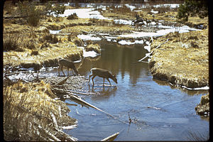 Rocky Mountain National Park ROMO9108.jpg