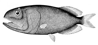 <i>Rondeletia bicolor</i> Species of fish