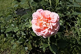 Illustrasjonsbilde av artikkelen Augusta Luise (rosa)