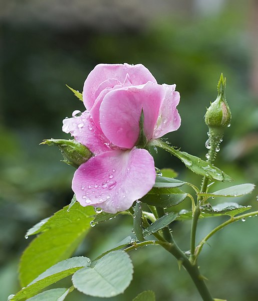 File:Rosa chinensis 04-08-2012 01.jpg