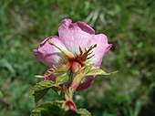 Rosa rubiginosa sepals, prickles, glandular hairs Rosa rubiginosa sl20.jpg