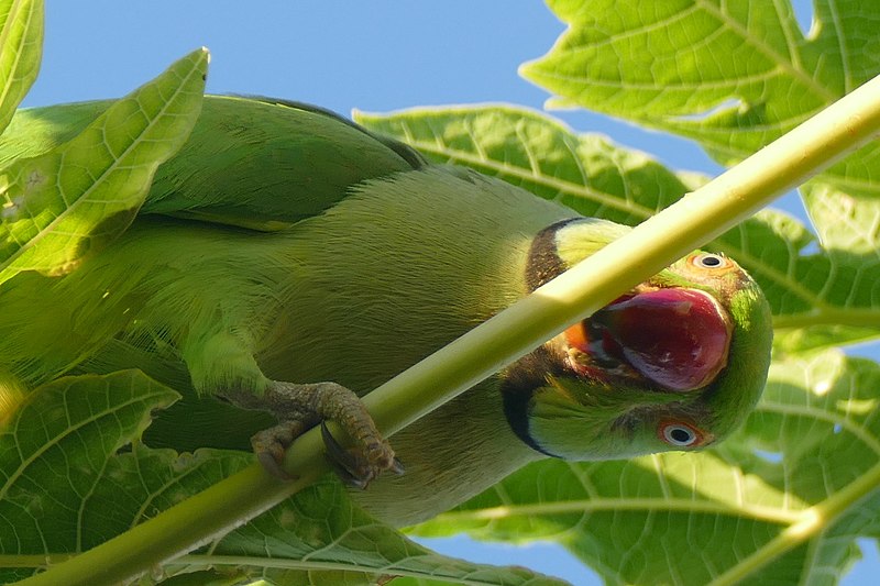 File:Rose-ringed parakeet on Mauritius.jpg