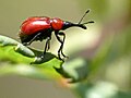 Rose weevil?