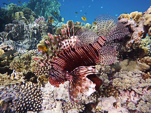 Rotfeuerfisch im Roten Meer in Egypten. Korallenriff Makadi Bay.