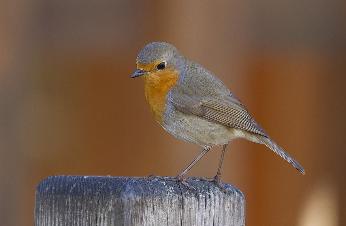 Rouge Gorge Familier Wikipedia