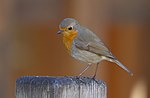 Miniatura para Erithacus rubecula