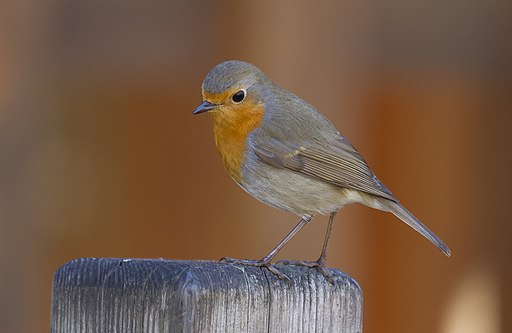 Rouge gorge familier - crop (WB correction) 