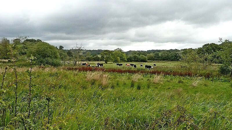 File:Rough grazing by the River Churnet near Cheddleton, Staffordshire - geograph.org.uk - 6097475.jpg