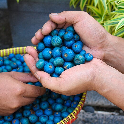 Ripe rudraksha fruits displaying their typical blue colour