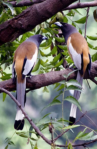 File:Rufous Treepie - Tamilnadu.jpg