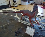 Rutgers University Geology museum prehistoric dinosaur named grallator.JPG