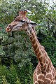 * Nomination Giraffa camelopardalis in São Paulo Zoo --Mike Peel 17:07, 23 March 2023 (UTC) * Promotion  Support Good quality. --Poco a poco 18:39, 23 March 2023 (UTC)