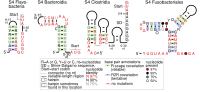 Thumbnail for S4 ribosomal protein leader