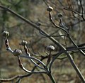 Cornus florida - Botanischer Garten Leipzig