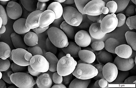 Белые грибы дрожжи. Saccharomyces cerevisiae колонии. Дрожжи рода Saccharomyces. Дрожжи Saccharomyces cerevisiae. Пекарские дрожжи Saccharomyces cerevisiae.