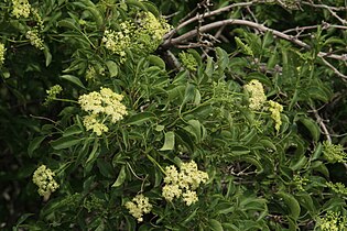 Sambucus nigra