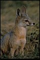 San Joaquin kit fox carnivore predator mammal.jpg