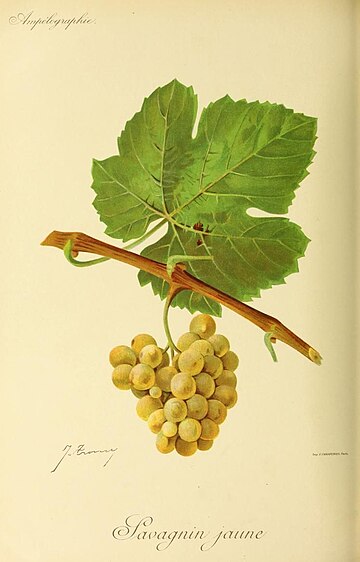 Savagnin