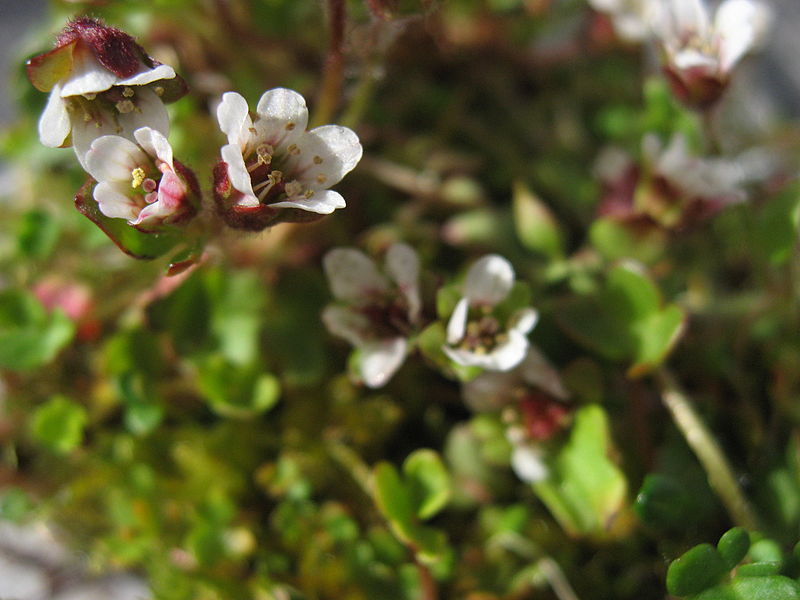 File:Saxifraga rivularis upernavik 2007-07-09.jpg