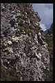 L'ambiente della Sassifraga del monte Tombea
