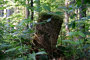 Schleswig-Holstein, Breitenburg, Landschaftsschutzgebiet Eichenwald Nordoe NIK 6388.JPG